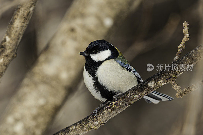 日本山雀(Parus minor)，也被称为东方山雀，是一种雀形目鸟类，取代了类似的大山雀在日本。山雀科，山雀科。日本北海道岛草沙罗湖附近。